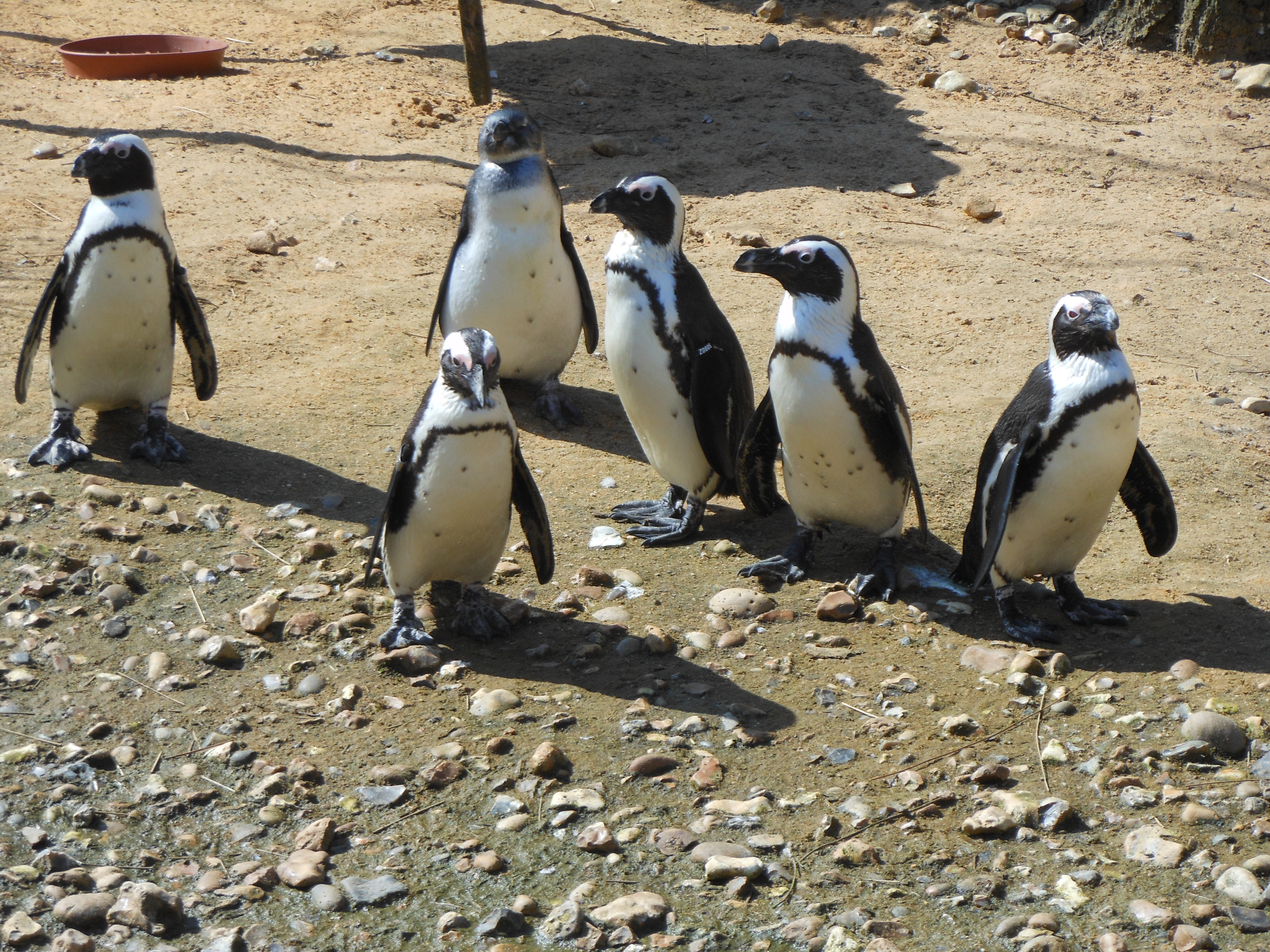 Well Dressings Bakewell
